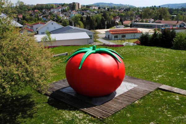 Auffälligste Tomate der Schweiz